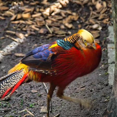 Berggasthof Butterberg 3*