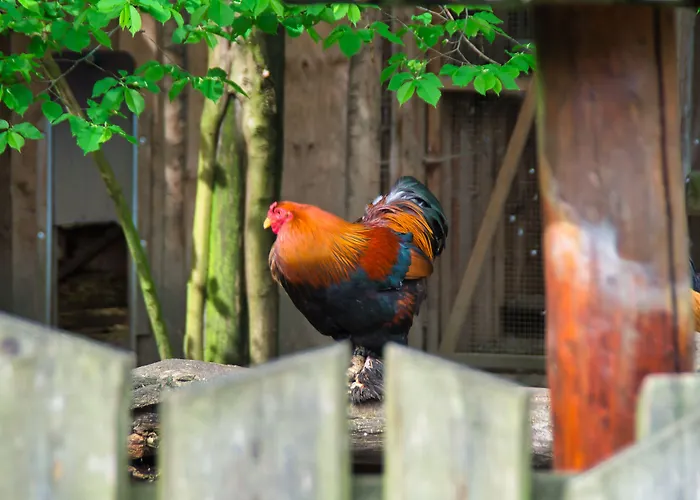 Berggasthof Butterberg Inn